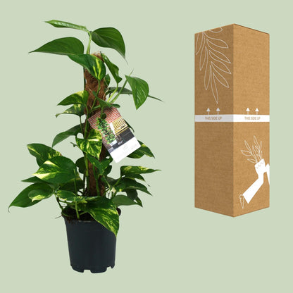 Kamerplant - Scindapsus Epipremnum - Pot Ø 15cm Hoogte ↕ 50cm