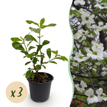 Buitenplant 3x Cornus florida - Bloeiend, Bladverliezend - Pot Ø 12cm Hoogte ↕ 35cm