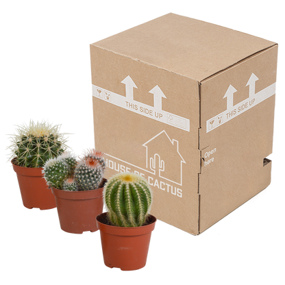 Kamerplant 3x Bolcactus mix - Zonder pot