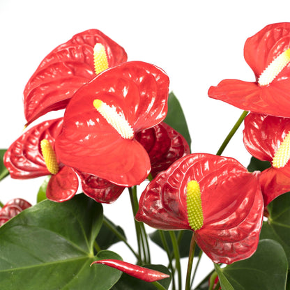 Kamerplant - Anthurium Red - Pot Ø 17cm Hoogte ↕ 55cm