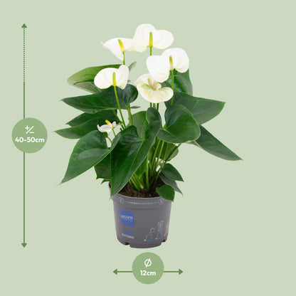 Kamerplant - Anthurium White - Bloeiend - Pot Ø 12cm Hoogte ↕ 43cm