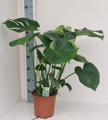 Kamerplant - Monstera Deliciosa - Pot Ø 19cm Hoogte ↕ 70cm