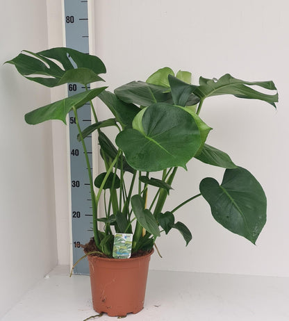 Kamerplant - Monstera Deliciosa - Hoogte ↕ 32-180cm
