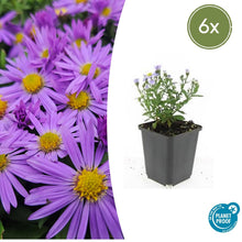 Buitenplant 6x Aster (D) 'Prof. Anton Kippenberg' - Bloeiend - Pot Ø 9cm Hoogte ↕ 10-25cm