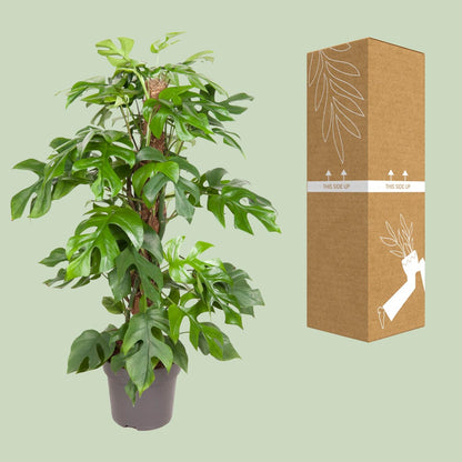 Kamerplant - Monstera Minima - Pot Ø 19cm Hoogte ↕ 80cm