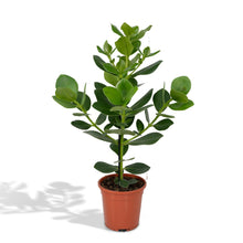 Kamerplant - Clusia Rosea 'Princess' - Pot Ø 17cm Hoogte ↕ 60cm