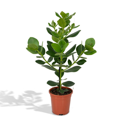 Kamerplant - Clusia Rosea 'Princess' - Pot Ø 17cm Hoogte ↕ 60cm