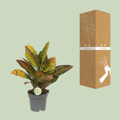 Kamerplant - Codiaeum Petra - Croton - Pot Ø 17cm Hoogte ↕ 45cm