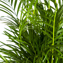 XL kamerplant - Dypsis Areca Lutescens - Pot Ø 21cm Hoogte ↕ 100-120cm