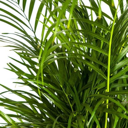 XL kamerplant - Dypsis Areca Lutescens - Pot Ø 21cm Hoogte ↕ 100-120cm