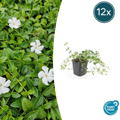 Buitenplant 12x Vinca minor 'Gertrude Jekyll' - Pot Ø 9cm Hoogte ↕ 10-25cm