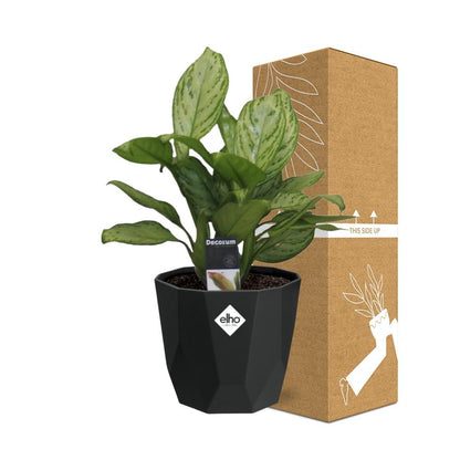 Kamerplant - Aglaonema Christina - Pot Ø 14cm