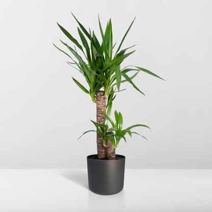 Kamerplant - Yucca Elephantipes - Pot Ø 17cm Hoogte ↕ 85cm