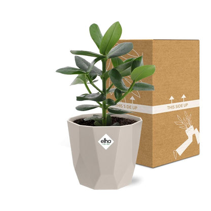 Kamerplant - Clusia Princess - Pot Ø 14cm