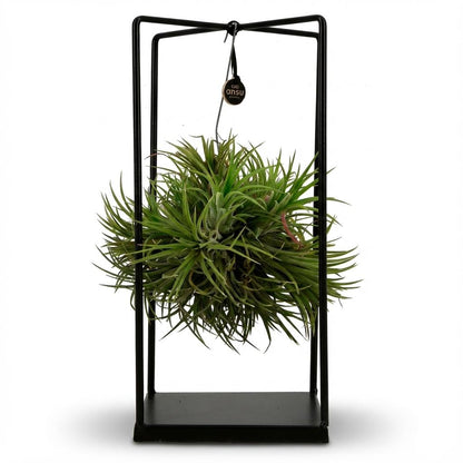 Kamerplant - Tillandsia Luchtplant in Decor - Pot Ø 14cm Hoogte ↕ 37cm