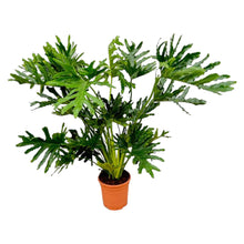 Kamerplant - Philodendron Selloum - Pot Ø 24cm Hoogte ↕ 100cm