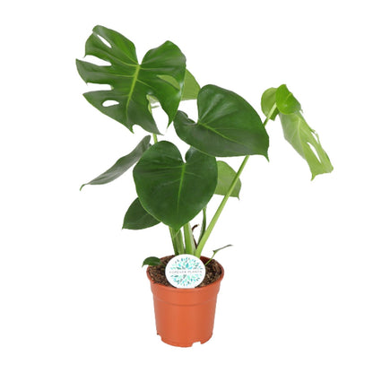 Kamerplant - Monstera Deliciosa - Hoogte ↕ 32-180cm
