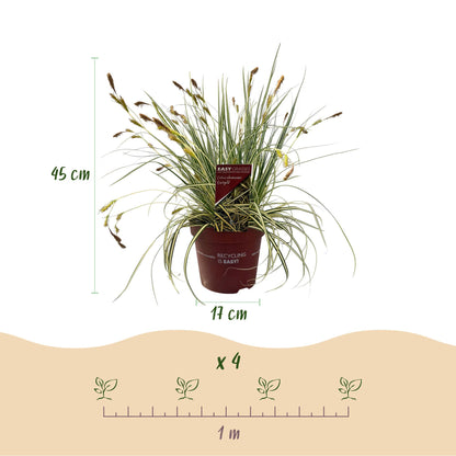 Buitenplant 2x Carex oshimensis Evergold - Bladhoudend - Pot Ø 17cm Hoogte ↕ 50cm