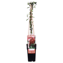 Buitenplant - Lonicera japonica 'Red World' - Klimplant - Pot Ø 15cm Hoogte ↕ 65cm