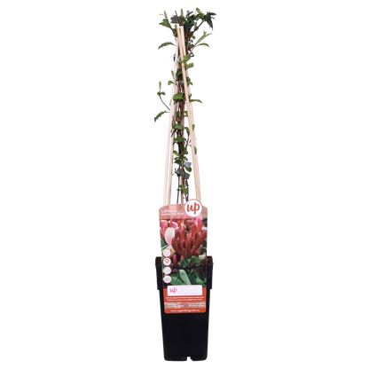 Buitenplant - Lonicera japonica 'Red World' - Klimplant - Pot Ø 15cm Hoogte ↕ 65cm