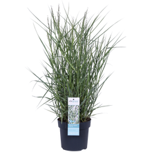 Buitenplant - Panicum virgatum 'Prairie Sky' - Pot Ø 19cm Hoogte ↕ 50cm