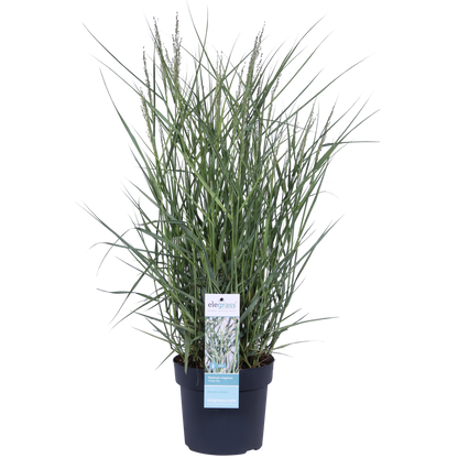 Buitenplant - Panicum virgatum 'Prairie Sky' - Pot Ø 19cm Hoogte ↕ 50cm
