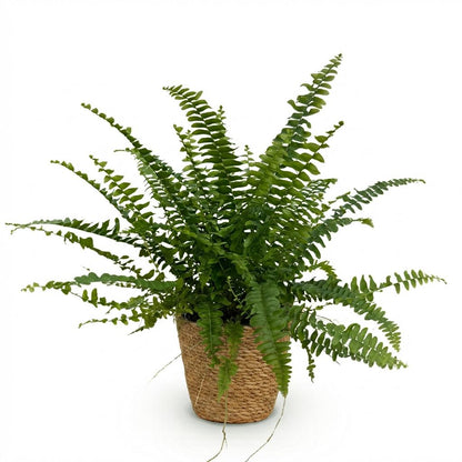 Kamerplant - Nephrolepis exaltata Green Lady - inclusief mand - Pot Ø12cm Hoogte ↕ 25cm