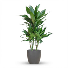 Kamerplant - Dracaena Janet Lindt - met sierpot grijs - Pot Ø 21cm Hoogte ↕ 95cm