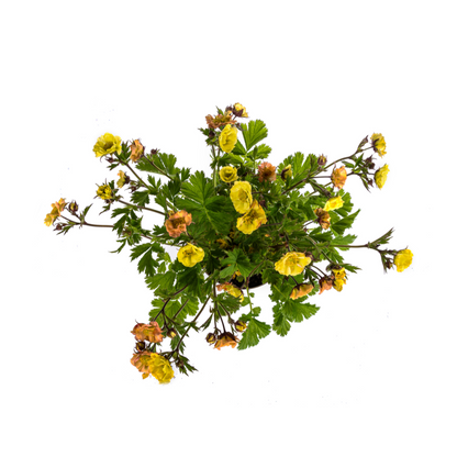 Buitenplant - Geum Rivale Yellow - Bloeiend - Pot Ø 19cm Hoogte ↕ 50-70cm