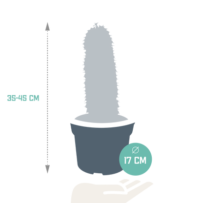 Kamerplant - Euphorbia marmorata - Pot Ø 17cm
