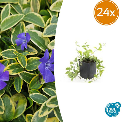 Buitenplant 24x Vinca minor 'Aureovariegata' - Bodembedekkend - Pot Ø 9cm Hoogte ↕ 10-25cm
