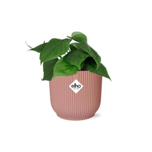 Kamerplant - Philodendron Scandens - Pot Ø 14cm
