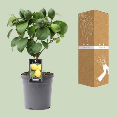 Kamerplant - Citrus Lemon op Stam - Pot Ø 15cm Hoogte ↕ 35cm