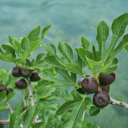 Buitenplant - Ficus carica 'Brown Turkey' op stam - Winterhard - Pot Ø 19cm Hoogte ↕ 90cm