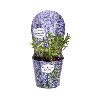 Buitenplant - Perovskia Atriplicifolia - Bloeiend - Pot Ø 19cm Hoogte ↕ 30-40cm