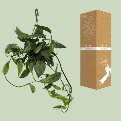 Kamerplant - Epipremnum Cebu Blue - Pot Ø 15cm Hoogte ↕ 45cm