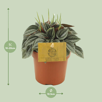 Kamerplant - Peperomia Napoli Nights - Pot Ø 10,5cm Hoogte ↕ 15cm