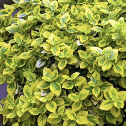 Buitenplant 60x Euonymus fort. 'Emerald 'n Gold' - Pot Ø 9cm Hoogte ↕ 10-25cm