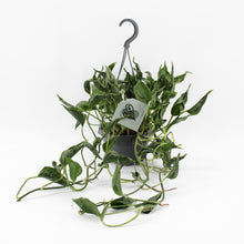 Kamerplant - Epipremnum Pinnatum Aureum Shangri-La - Pot Ø 14cm Hoogte ↕ 45cm