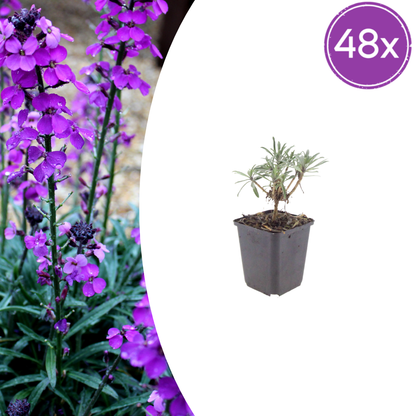 Buitenplant 48x Erysimum 'Bowles' Mauve' - Bloeiend - Pot Ø 9cm Hoogte ↕ 10-25cm