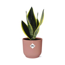 Kamerplant - Sansevieria Futura Superba - Pot Ø 14cm
