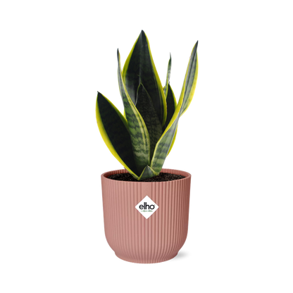 Kamerplant - Sansevieria Futura Superba - Pot Ø 14cm