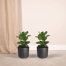 Kamerplant 2x Clusia Princess - Handtekeningboom - Pot Ø 12cm Hoogte ↕ 15cm