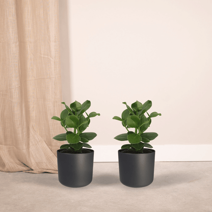 Kamerplant 2x Clusia Princess - Handtekeningboom - Pot Ø 12cm Hoogte ↕ 15cm
