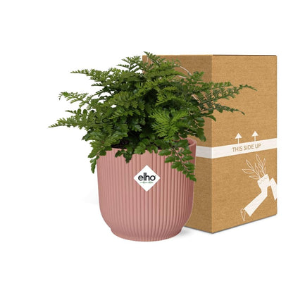Kamerplant - Asplenium Parvati - Pot Ø 14cm