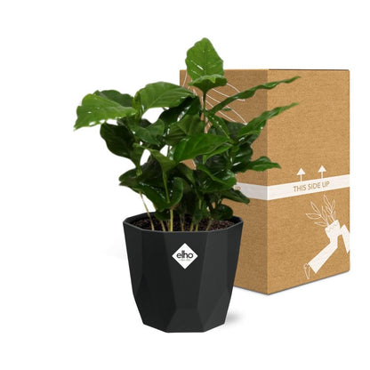 Kamerplant - Coffea Arabica - Pot Ø 14cm