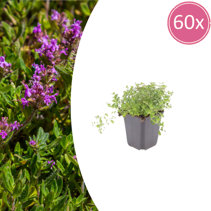 Buitenplant 60x Thymus serpyllum - Pot Ø 9cm Hoogte ↕ 10-25cm