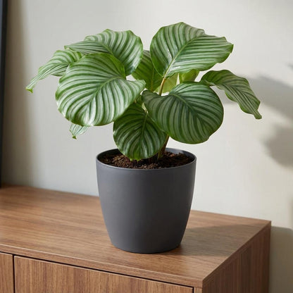 Sierpot - ELHO Brussels Rond 25cm - Antraciet