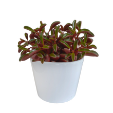 Kamerplant - Peperomia graveolens