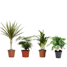 Kamerplant 4x Budget mix - Pot Ø 12-14cm Hoogte ↕ 20-50cm